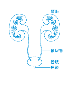 别盲目体外碎石！这4种人，强行碎石可能毁掉一个肾【四川结石病医院】(图2)